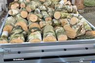 Drewno kominkowe brzoza