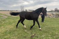 Ogierek 163cm koń 3 lata po ogierze Bas klacz